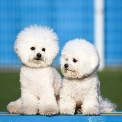 Happy puppies in a private playground