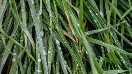 Regentropfen auf dem grünen Gras