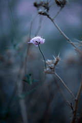 Flor en ambiente azul