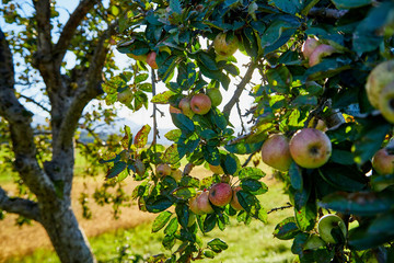 Apple on trees in fruit garden in a summer day