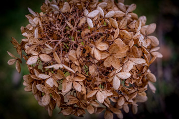 Vertrockneter Blütenstand einer Hortensie im Winteer