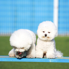 Happy puppies in a private playground