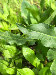 leaves