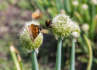 vanessa cardui butterfly and bumblebee on blooming onions closeup