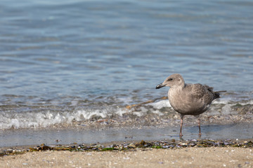 seagulls at a beach in vancouver
