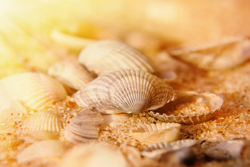 Close up little seashells on sand. Concept of summer holiday.