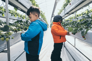 Brothers pick up fruit and eat it on the strawberry farm.