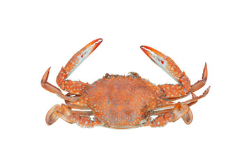 Steamed Blue swimming crab, horse crab or genus maja isolated on white background included clipping path.