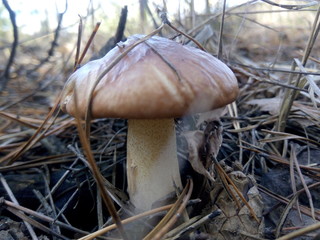 Mushrooms are oily in the forest on an autumn sunny day