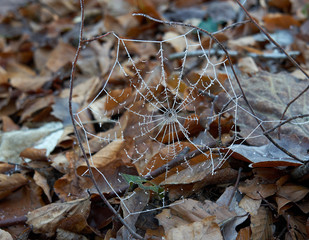 Spinnennetz im Wald bei Frost
