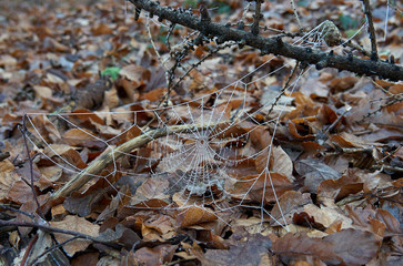 Spinnennetz im Wald bei Frost