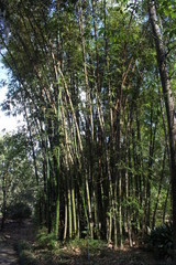 Fototapeta na wymiar bamboo trees in the forest