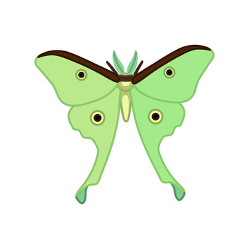 green moth wings open isolated clip art preview