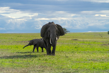 Fototapeta premium Female elephant with her calf
