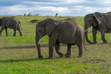 Fototapeta premium Single elephant in Massai Mara