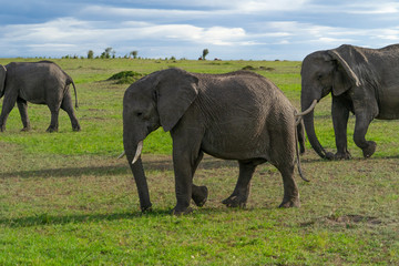 Fototapeta premium Single elephant in Massai Mara