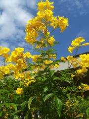 field of yellow flowers