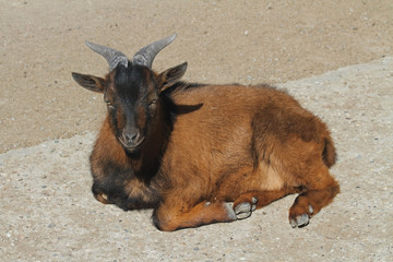 braune Ziege