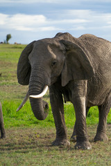 Obraz premium Single elephant in Massai Mara