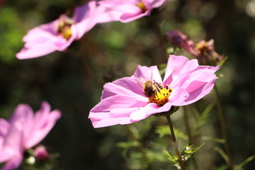 Abeille butinant des cosmos