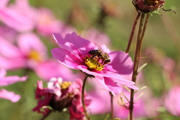 Abeille r&eacute;coltant du pollen de cosmos