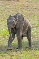 Fototapeta na wymiar Wild Baby elephant in Masai Mara National Park
