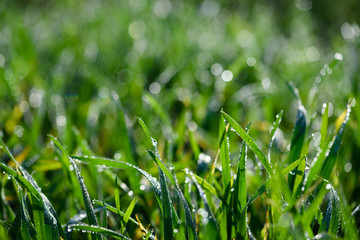 Fresh green grass with sun sparkling dew drops macro closeup