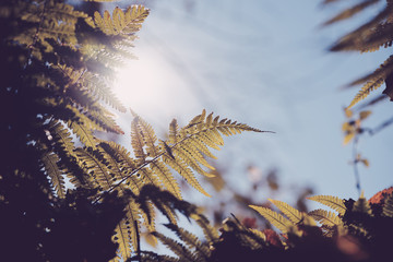 Fototapeta na wymiar Fern branch closeup in morning light