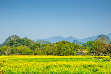 The yellow flowers in the mountains