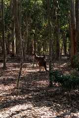 Kangaroo in the forest