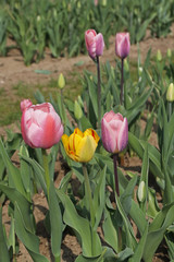 Tulpe