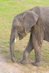 Obraz premium Wild Baby elephant in Masai Mara National Park