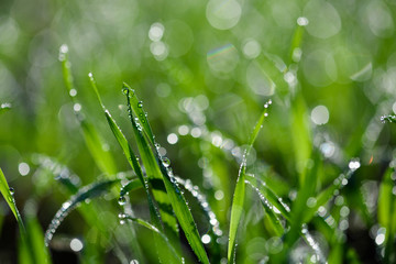 Fototapeta na wymiar Tiny dew drops on fresh spring grass macro