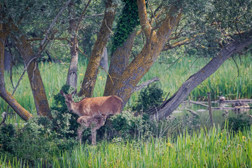 Cervatillo y su mami