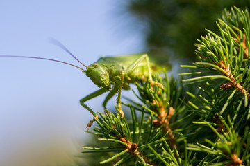 Tettigonia viridissima female sitting on the needles branches, great green bush-cricket beautiful animal posing in daylight