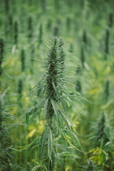 Hemp plant on field. Cannabis marijuana commercial cultivation.