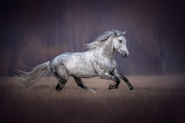 Fototapeta na wymiar Beautiful grey horse running gallop.