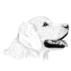 Muzzle of the dog with open mouth and protruding tongue.