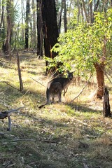 Obraz na płótnie Canvas Kangaroo in the forest