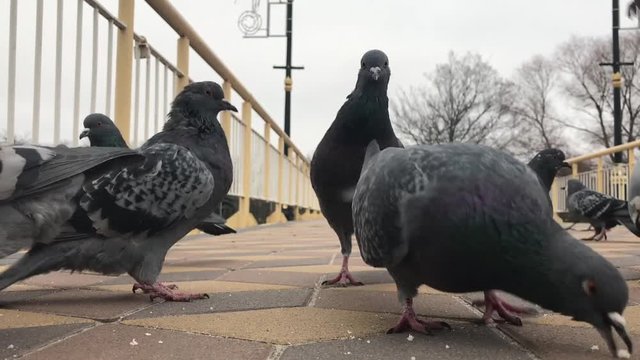 close-up bold pigeons pecking bread, bottom view from the ground, cloudy day, video FullHD 60fps