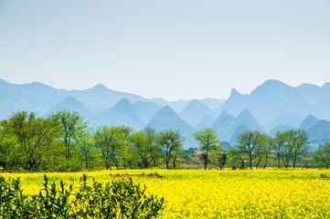 The field of yellow flowers