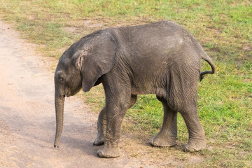 Wild Baby elephant in Masai Mara National Park