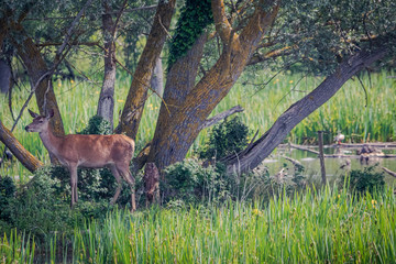 Cervatillo y su mami