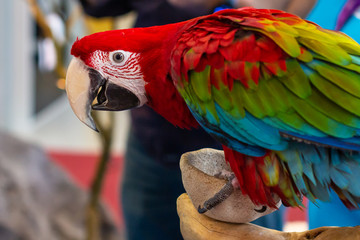 Portrait of a beautiful colorful Ara Scarlet Macaw parrot close up.