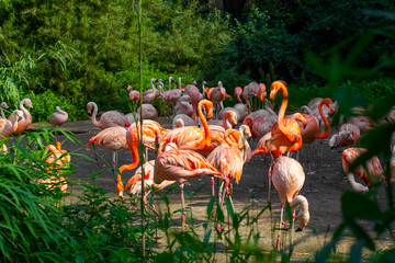 Pink flamingos close-up standing around green trees and bushes in wildlife