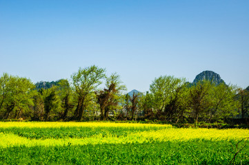 The field of yellow flowers