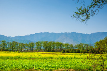 The field of yellow flowers