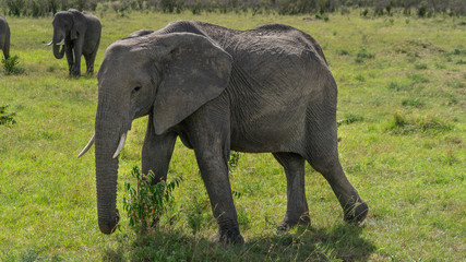 Fototapeta premium Single elephant in Massai Mara