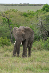 Obraz premium Single elephant in Massai Mara