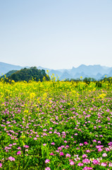 The yellow flowers in the mountains